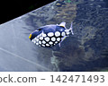 Clown triggerfish swimming near the surface of an aquarium tank 142471493