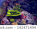 Shoal of humbug damselfish over a colourful coral reef 142471494