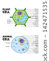 Plant cell and Animal Cell anatomy diagram. 142471535