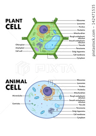 Plant cell and Animal Cell anatomy diagram. Plant cell and Animal Cell anatomy diagram. 142471535