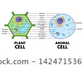 Plant cell and Animal Cell anatomy structure diagram. 142471536