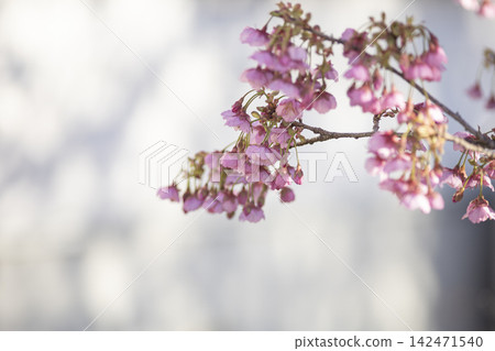 土肥櫻花盛開 土肥櫻花盛開 142471540