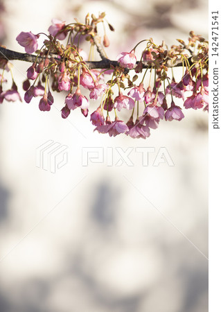 土肥櫻花盛開 土肥櫻花盛開 142471541