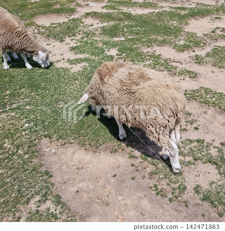 This is the back of a sheep with fluffy hair. This is the back of a sheep with fluffy hair. 142471863