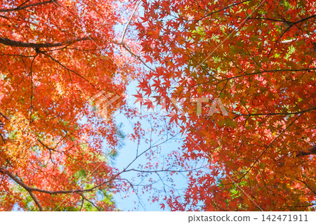 Bright autumn leaves Bright autumn leaves 142471911