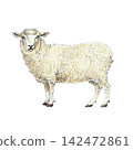An adult sheep with thick wool fleece. Hand-drawn illustration, created with fine black liner and colored pencils. suitable for farm, agriculture, countryside, pastoral, and vintage-themed projects. 142472861