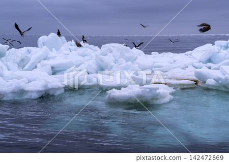 Eagles flocking on the drift ice Eagles flocking on the drift ice 142472869