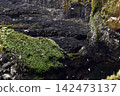 Rocky coast and bird cliffs at Londrangar in Iceland 142473137