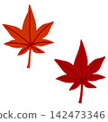 Simple maple leaf illustration 142473346