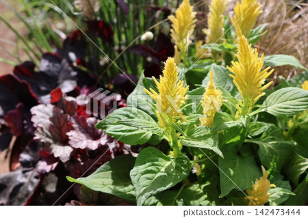 Yellow Celosia and Heuchera Yellow Celosia and Heuchera 142473444