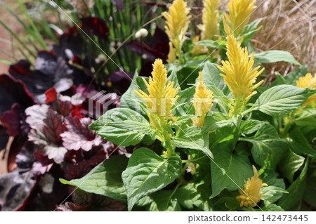 Yellow Celosia and Heuchera Yellow Celosia and Heuchera 142473445
