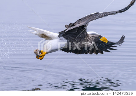 A Steller's sea eagle that has just caught its prey. A Steller's sea eagle that has just caught its prey. 142473539