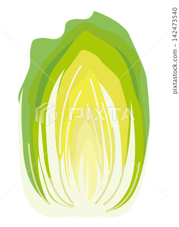 Illustration of a Chinese cabbage cut in half, used as an ingredient in hot pot. 142473540