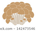 Illustration of shimeji mushrooms: Buna shimeji mushrooms growing in clusters. 142473546