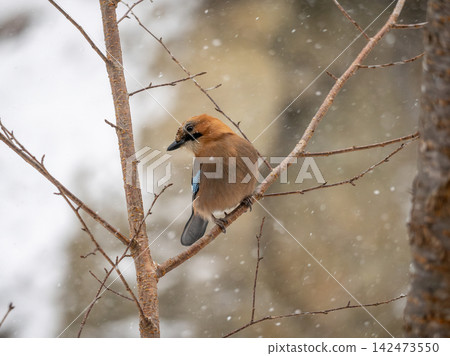 一隻西伯利亞松鴉棲息在飄雪中的樹枝上。 一隻西伯利亞松鴉棲息在飄雪中的樹枝上。 142473550
