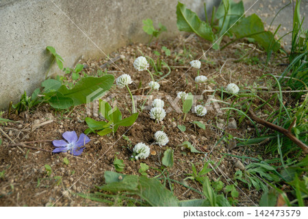 混凝土旁的土壤長著雜草和野花。 142473579