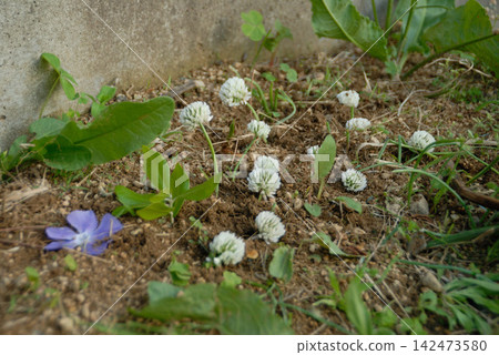 白色和藍色的花朵在土壤中同時綻放。 142473580