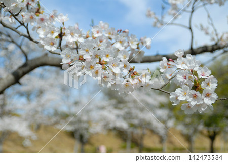 白色櫻花簇簇盛開，枝條舒展。 142473584