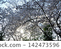 一片開滿白色花朵和樹木的森林景色 142473596
