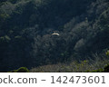 一隻白鷹在深谷中捕獵。 142473601