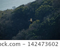老鷹翱翔在森林峽谷上空 142473602