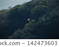 大型猛禽滑翔穿過峽谷 142473603