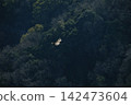 猛禽飛越茂密叢林 142473604