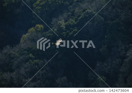 Birds of prey flying over dense jungle Birds of prey flying over dense jungle 142473604