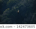 大型猛禽翱翔在鬱鬱蔥蔥的森林上空。 142473605