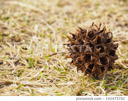 Withered fallen sweetgum fruit Withered fallen sweetgum fruit 142473782