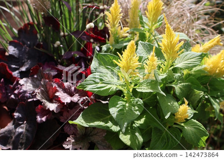 Yellow Celosia and Heuchera Yellow Celosia and Heuchera 142473864
