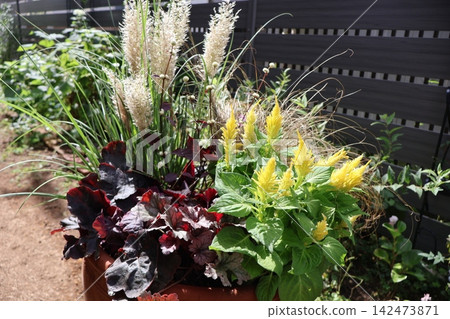 Celosia and colorful foliage planting Celosia and colorful foliage planting 142473871