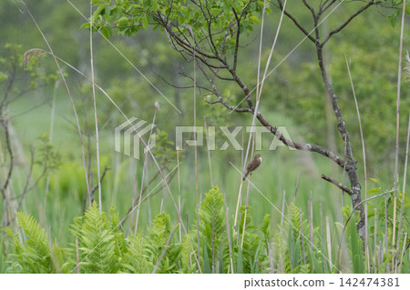 小型野生鳥類棲息在濕地的植物上 小型野生鳥類棲息在濕地的植物上 142474381