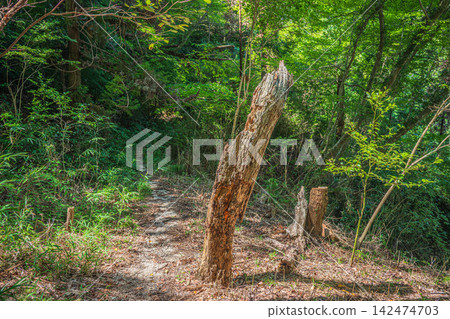 Forest scenery of Katano, Osaka Prefecture Forest scenery of Katano, Osaka Prefecture 142474703