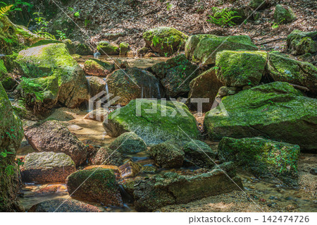 Shakuji River, Shakuji's Emerald Shadow, Katano City, Osaka Prefecture 142474726