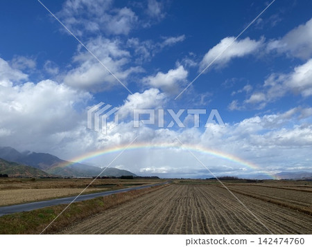 A miracle after the rain: A magnificent rainbow over the vast fields of rice paddies after the harvest in early winter. A miracle after the rain: A magnificent rainbow over the vast fields of rice paddies after the harvest in early winter. 142474760