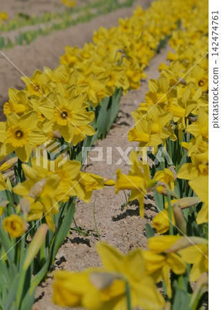 Yellow daffodil flowers 142474761