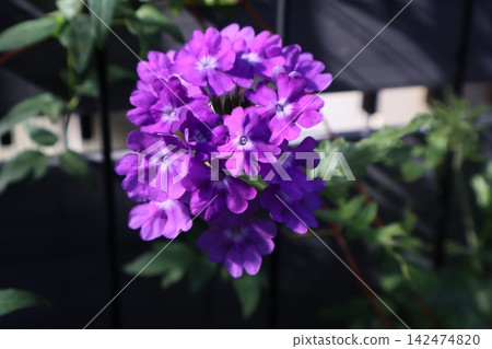馬纓丹的小紫花耐熱。 馬纓丹的小紫花耐熱。 142474820