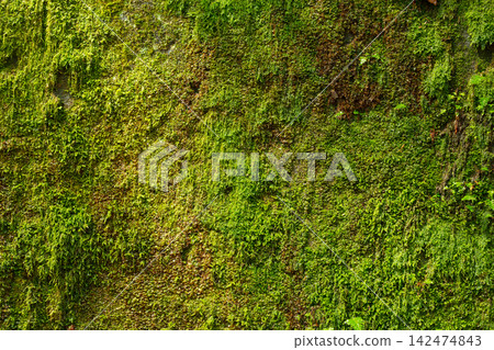 Lush green moss covering a textured surface with yellow and brown undertones Lush green moss covering a textured surface with yellow and brown undertones 142474843