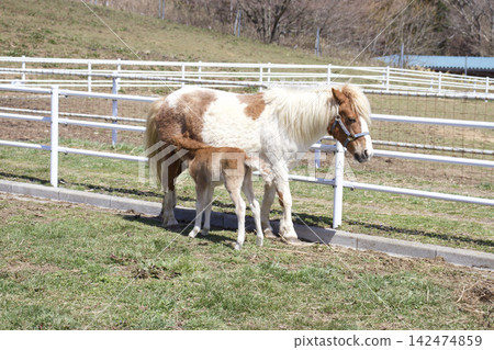 Horse parent and child Horse parent and child 142474859
