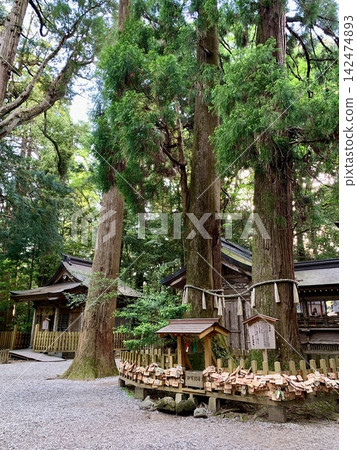 高千穗神社(宮崎縣西須木郡高千穗町)內兩棵杉樹美麗的翠綠枝葉 高千穗神社(宮崎縣西須木郡高千穗町)內兩棵杉樹美麗的翠綠枝葉 142474893