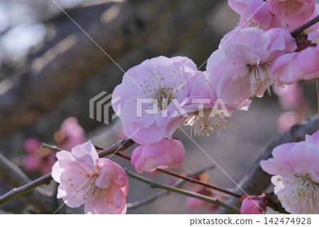 美麗的重瓣梅花 142474928