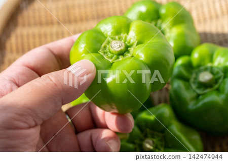神樂辣椒,一種傳統蔬菜,夾在手指間(九月) 神樂辣椒,一種傳統蔬菜,夾在手指間(九月) 142474944