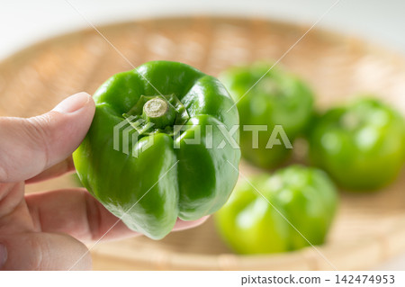 神樂辣椒,一種傳統蔬菜,夾在手指間(九月) 神樂辣椒,一種傳統蔬菜,夾在手指間(九月) 142474953
