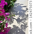 Bougainvillea and the shadows of sunlight filtering through the trees - the afternoon light and shadow of Okinawa 142475073