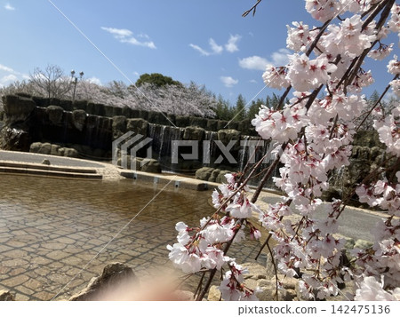 The park is in full bloom with cherry blossoms. The park is in full bloom with cherry blossoms. 142475136