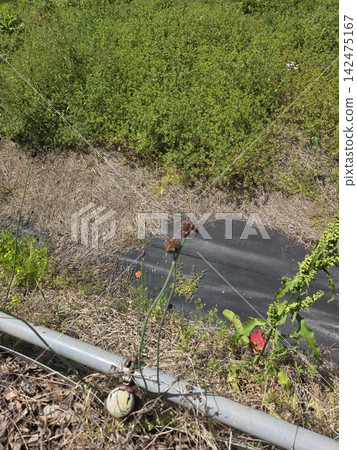 Wild onion bulbils growing by the roadside Wild onion bulbils growing by the roadside 142475167