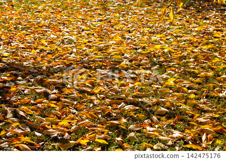 Autumn leaf carpet on grassy ground with golden fall foliage and warm sunlight Autumn leaf carpet on grassy ground with golden fall foliage and warm sunlight 142475176