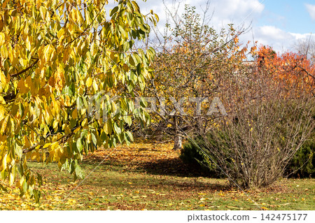 Autumn garden with yellow leaves on trees and fallen foliage in a sunny backyard landscape Autumn garden with yellow leaves on trees and fallen foliage in a sunny backyard landscape 142475177