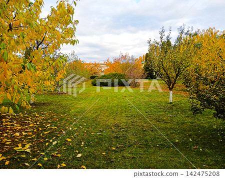 Autumn garden with yellow tree and fallen leaf carpet on a trimmed lawn under cloudy sky Autumn garden with yellow tree and fallen leaf carpet on a trimmed lawn under cloudy sky 142475208